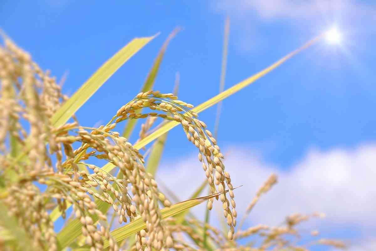 「備蓄米」を放出で「5キロ5000円」の緊急事態は解消されるか…農水省への風当たりが強まる一方、本当の問題は日本人の“貧困化”との声も