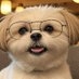 犬山ねこた【兵庫犬議会議員】? on X
