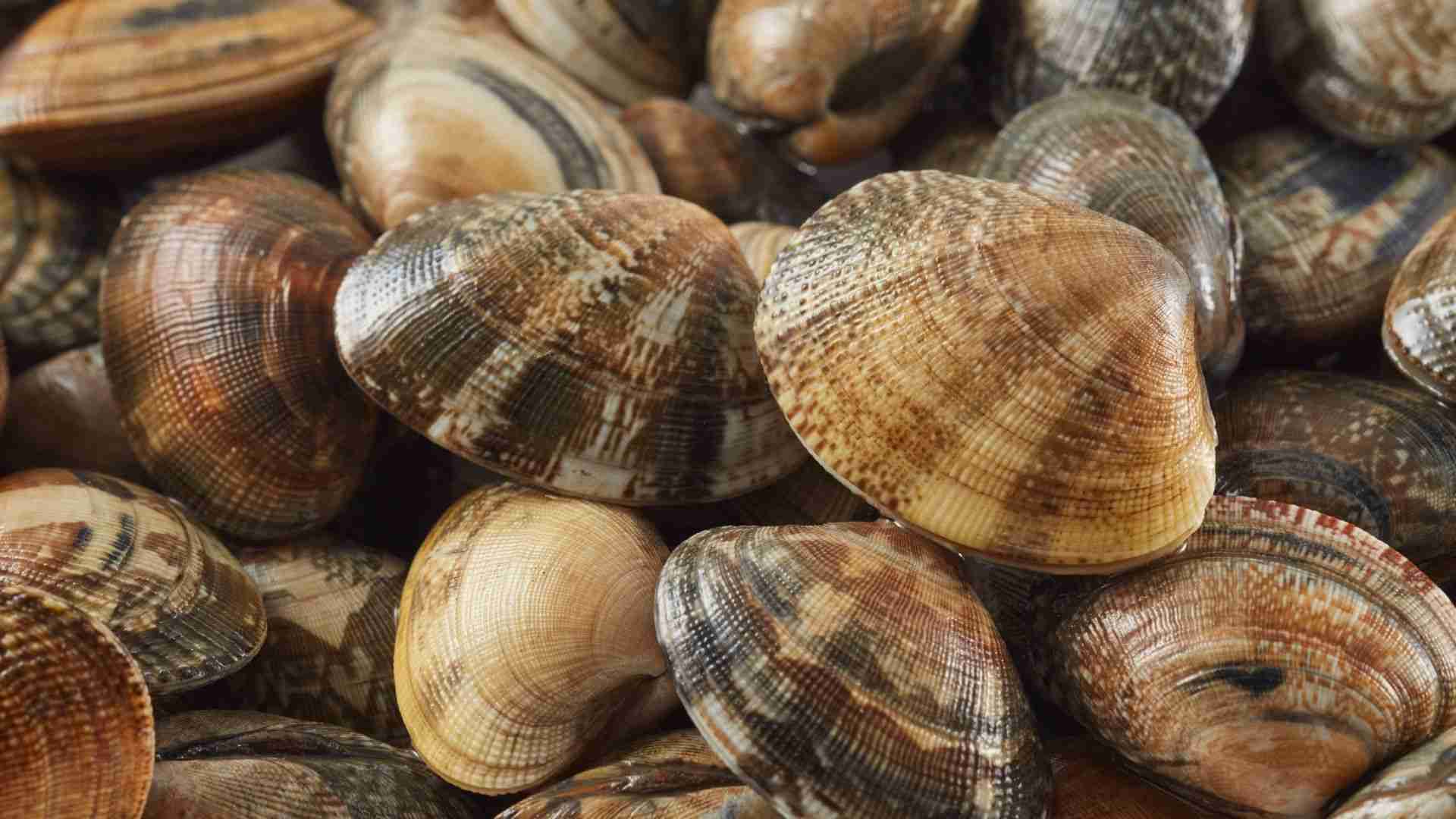 アサリの産地偽装はなぜ繰り返されるのか？ ～みんなが幸せになる産地偽装のカラクリ～（勝川俊雄） - エキスパート - Yahoo!ニュース