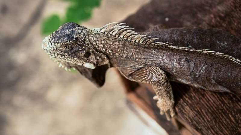 “爬虫類顔”になりたい青年、手術を繰り返して頭に角、眼球も黒く染めて…店や銀行で入店拒否｜Pen Online