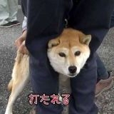 >>4>>5>>18自民党に憲法変えられたらもう接種するか接種しないかの自己判断できな... | ガールズちゃんねる - Girls Channel -