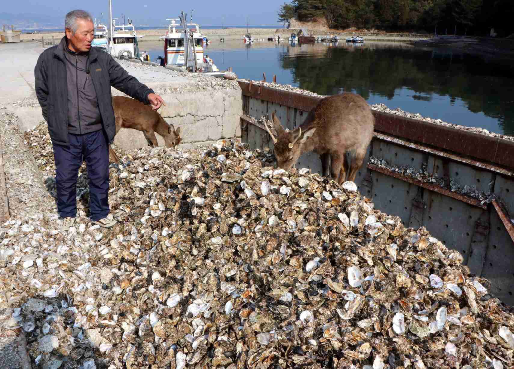 「これほど死んだの経験ない」 宮島のカキが大量死、海水温上昇が原因　祭りも中止に　広島県廿日市市（中国新聞デジタル） - Yahoo!ニュース