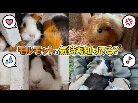 『鳴き声で分かる！』モルモットの喜怒哀楽を解説！