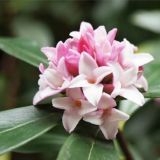 >>206これも。ここはトラトピと呼ばれ、支持者が集まる場所だと思われているけど誰... | ガールズちゃんねる - Girls Channel -