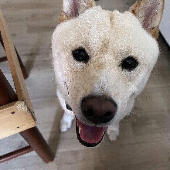 【調査】犬が「嬉しい」ときにみせるしぐさ　飼い主さんが感じる”犬の嬉しさ”とは｜獣医師解説