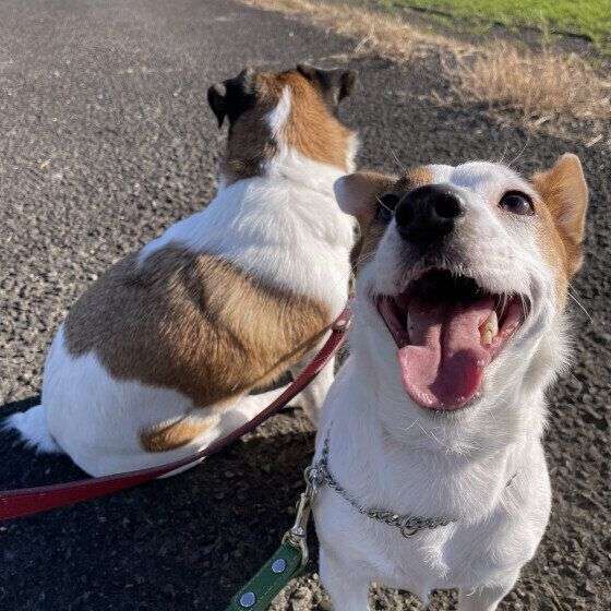 【調査】犬が「嬉しい」ときにみせるしぐさ　飼い主さんが感じる”犬の嬉しさ”とは｜獣医師解説