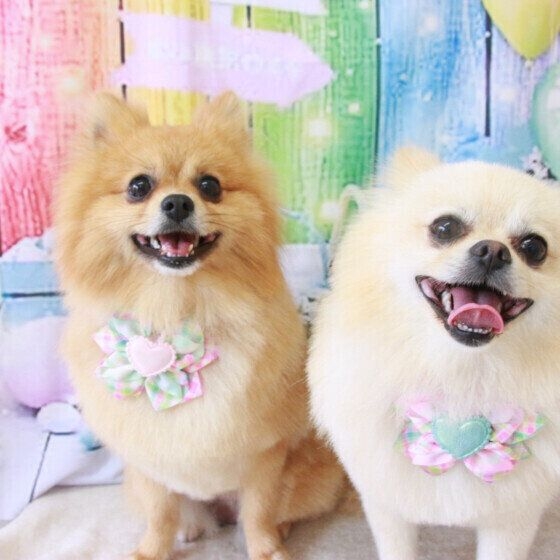 【調査】犬が「嬉しい」ときにみせるしぐさ　飼い主さんが感じる”犬の嬉しさ”とは｜獣医師解説｜いぬのきもちWEB MAGAZINE