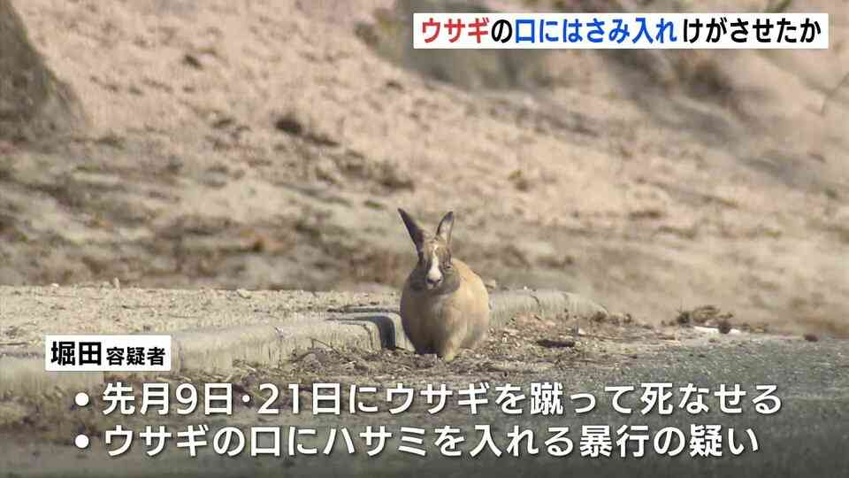 男のスマホにウサギ虐待の動画や画像も ウサギの口にはさみを入れ暴行か 広島県の「うさぎの島」で 会社員の男(25)を再逮捕 広島県警