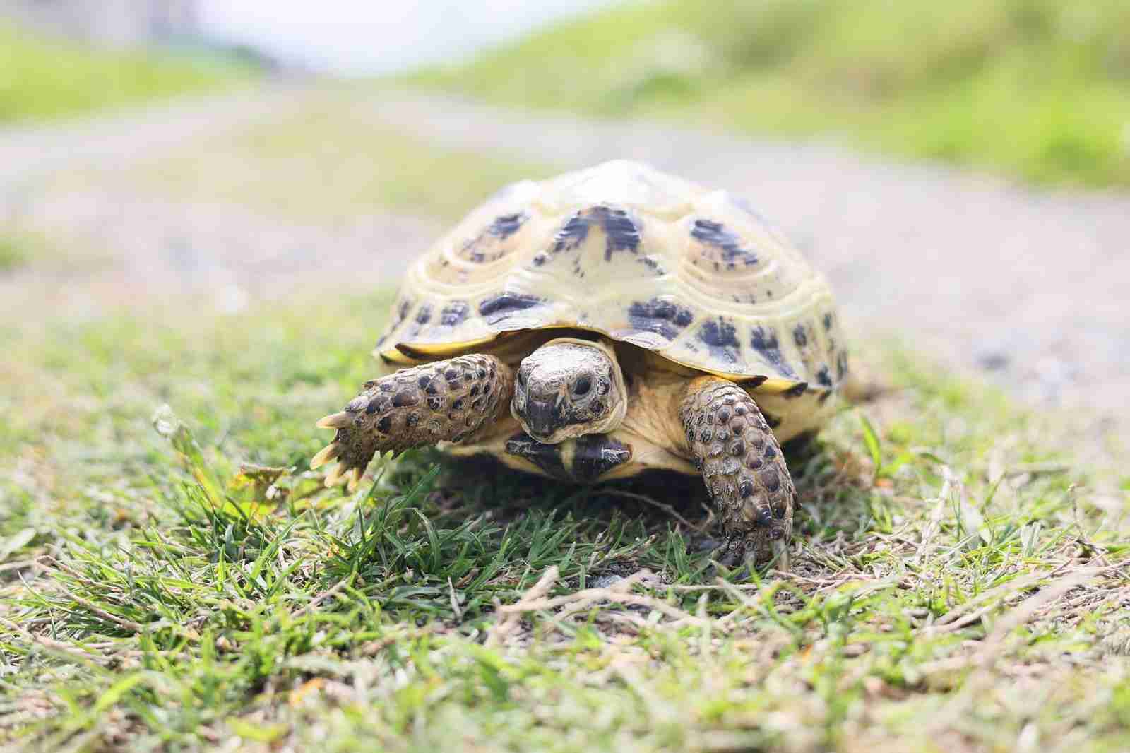 カミツキガメではなくリクガメ…県職員が誤ってペットのカメを冷凍庫に入れ殺処分 飼い主に24万円あまりの損害賠償 岐阜・美濃市