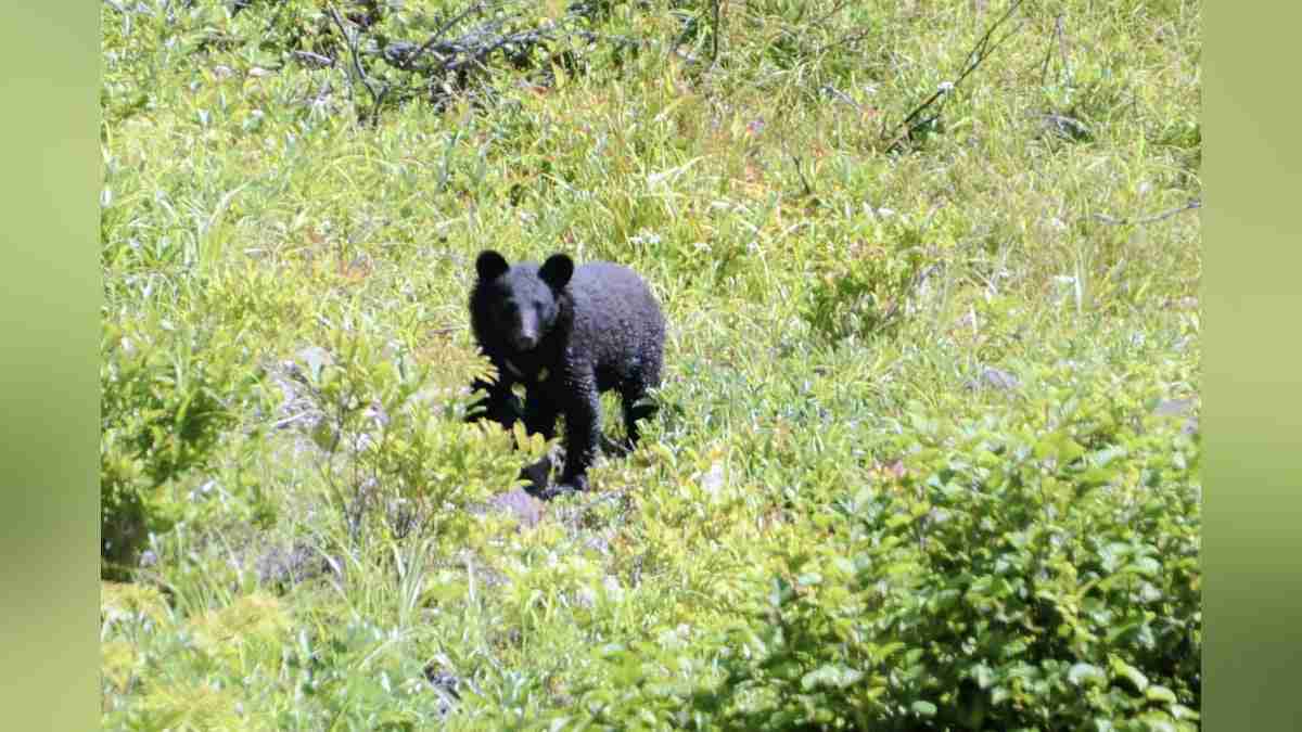 神奈川で山登り中の６０代女性、クマにかまれ親指の先失う…林道付近の穴から飛び出す : 読売新聞