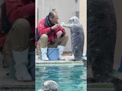 おじさんにオモチャを渡したくて慌てすぎちゃうメイちゃん #鳥羽水族館 #ラッコ #seaotter