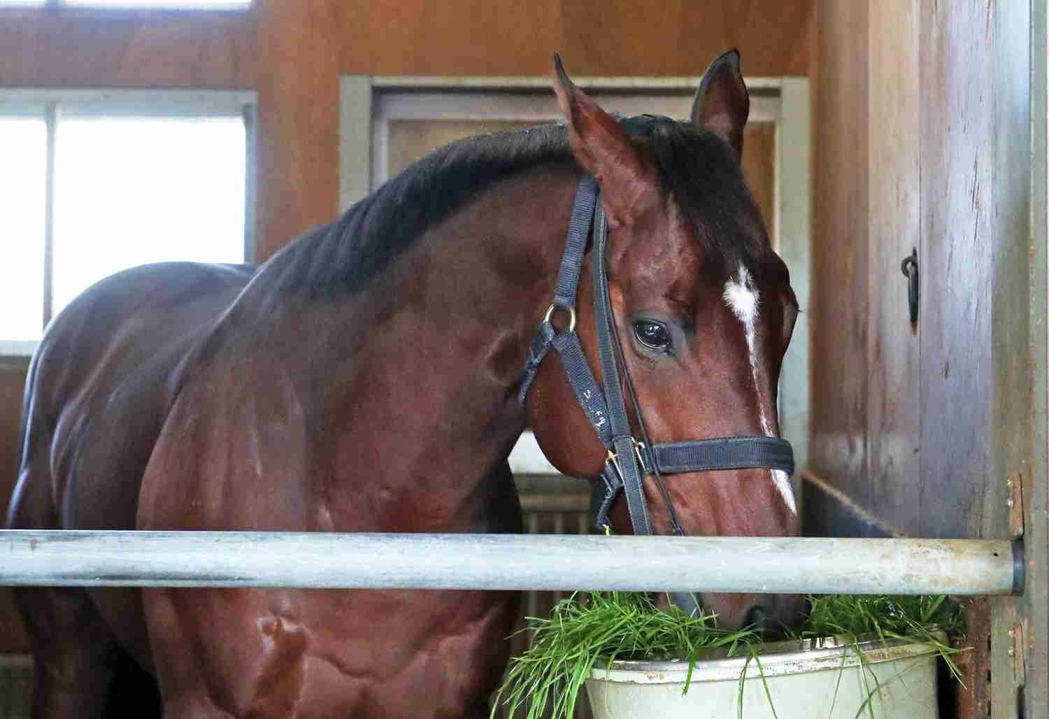 「種付けは抜群にうまい！」種牡馬ドウデュースの将来性にノーザンファーム吉田勝己代表が太鼓判（日刊スポーツ） - Yahoo!ニュース