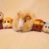 （前略）今まで11匹飼育して思ったのは、原種に近い毛色の子は比較的病気に強くて結構長生きですね。8歳2ヶ月の子も原種に近い色です。昨年亡くなった子は9歳1ヶ月でした。この子は定期検診位でしか病院のお世話になったことはありません。たまたまかもしれませんが、毛色が白とかクリーム色とか薄い子は5歳前後で旅立ってしまいました。