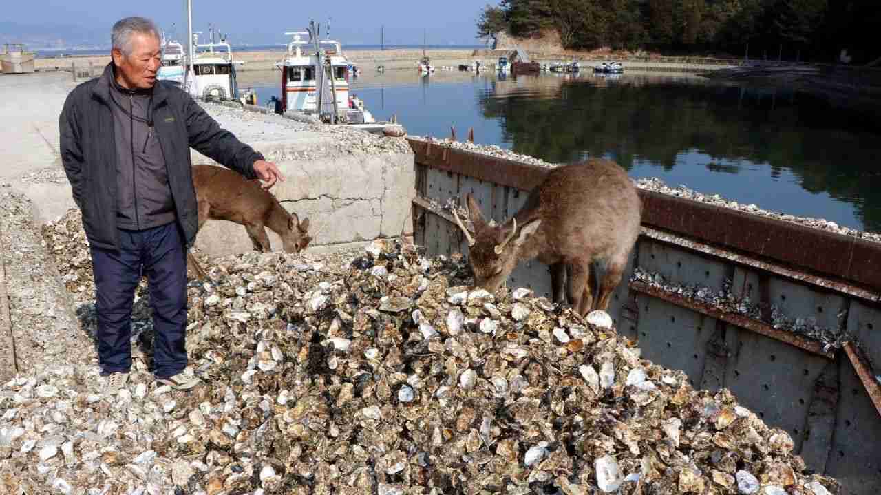 「これほど死んだの経験ない」 宮島のカキが大量死、海水温上昇が原因　祭りも中止に　廿日市市