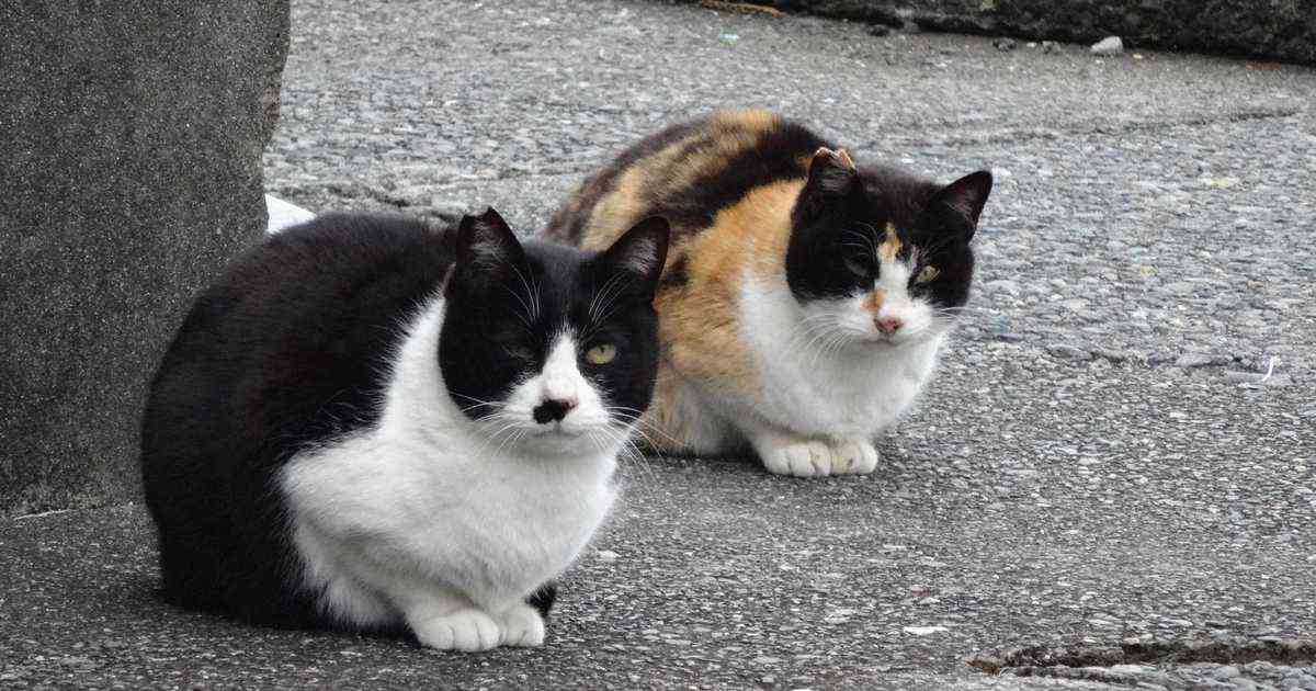 「ネコ科は鳥インフルに弱い」米の保護施設20頭死ぬ　ペットフードから感染の飼い猫も  - 産経ニュース