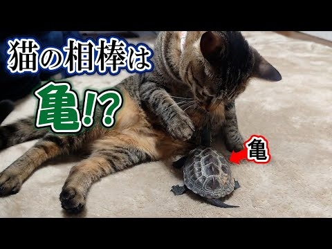 猫のことが大好きすぎて猛ダッシュで追いかける亀