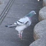 >>18憲法が変わって基本的人権が削除されて、国民が政府に逆らえなくなるのも怖す... | ガールズちゃんねる - Girls Channel -