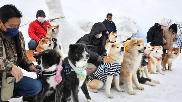 「犬っこまつり」に秋田犬大集合！　かわいらしい表情いっぱい【動画】│秋田犬新聞