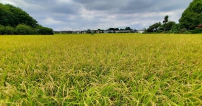 25年コメ生産、29道県で増加　異例判断、価格高騰回避も ｜ 共同通信