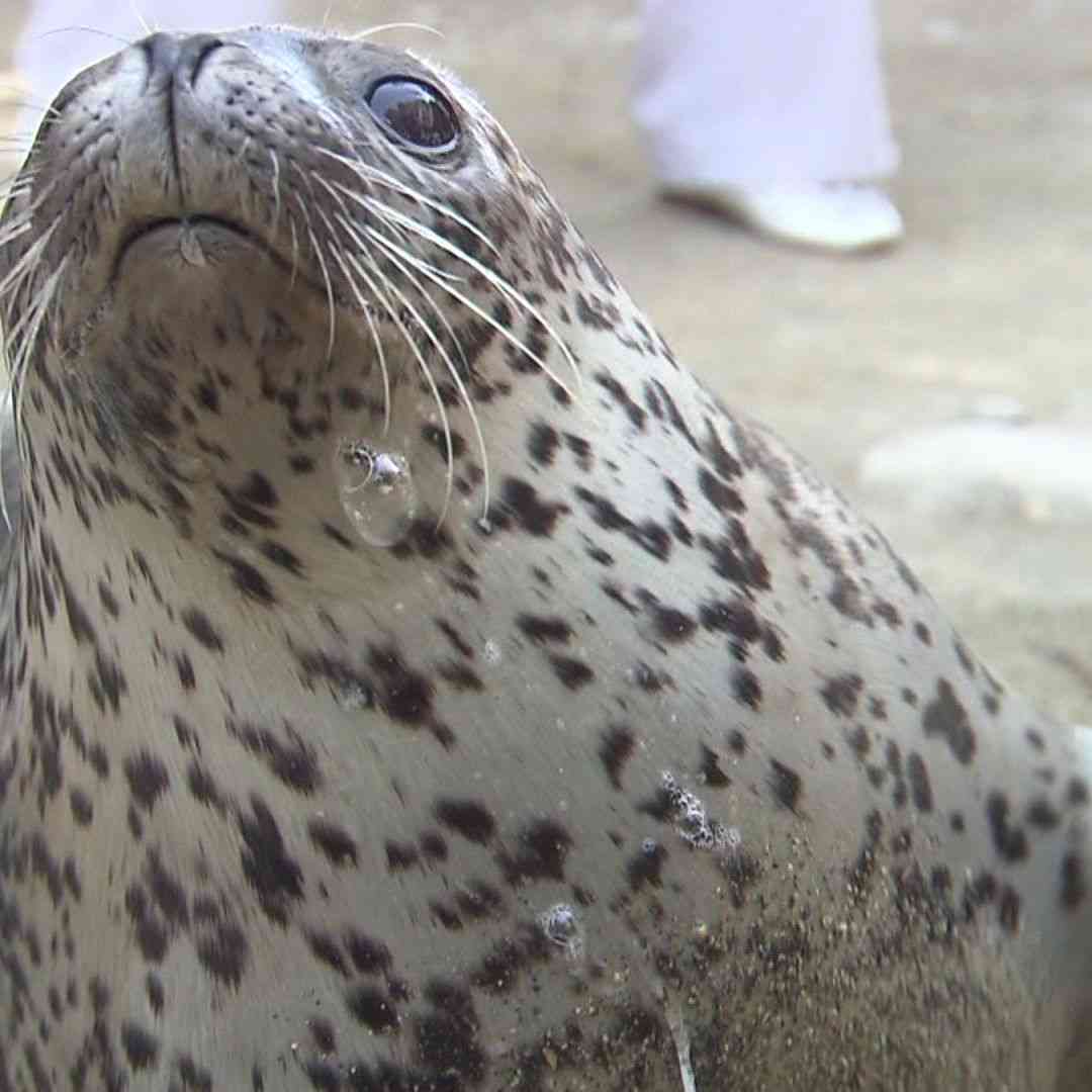 【新たにノースサファリで無許可判明】“野生のアザラシ9頭”を5年間登録せずに飼育…札幌市への情報提供で発覚＿「7頭はすでに死んだ」と説明も 北海道（北海道ニュースUHB） - Yahoo!ニュース