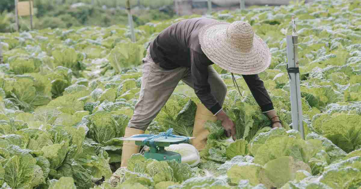 「技能実習生が来てくれない…！」危機的状況に陥る農家が続出中…ベトナム人が茨城に行きたがらない「驚きの理由」（週刊現代） | 現代ビジネス | 講談社