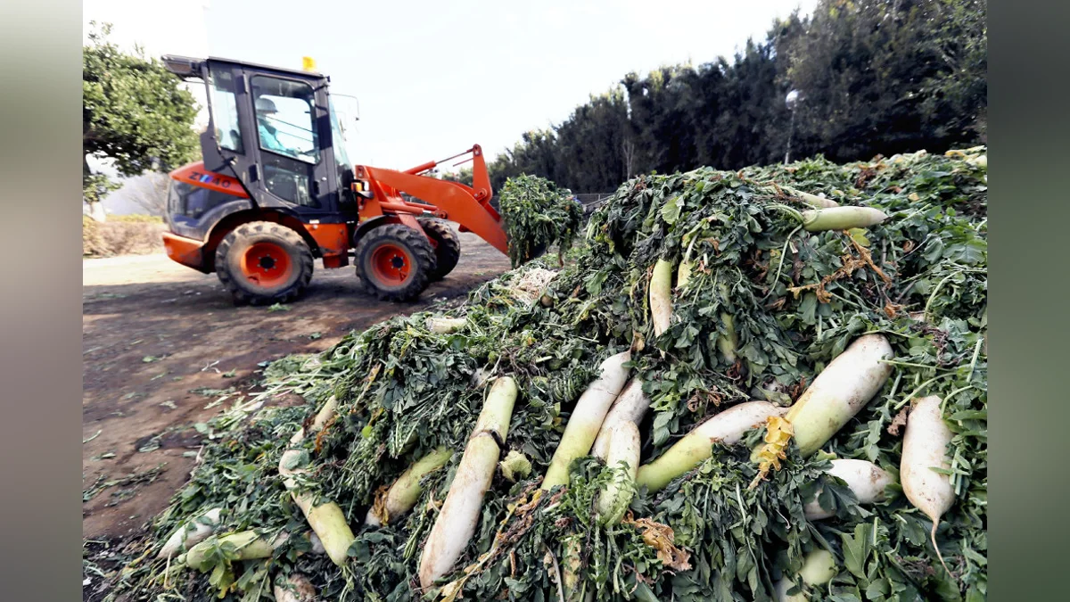 豊作ダイコン、価格下落で大量廃棄…農協「もっと野菜食べて」 : 読売新聞