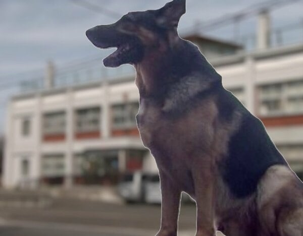 【速報】大型犬に頭や手などかまれ62歳女性が大ケガ…飼い主が小学校のグラウンドで「ジャーマンシェパード」”放し飼い”していたところ突然飛び掛かる_過失傷害容疑も視野に捜査 北海道共和町｜FNNプライムオンライン