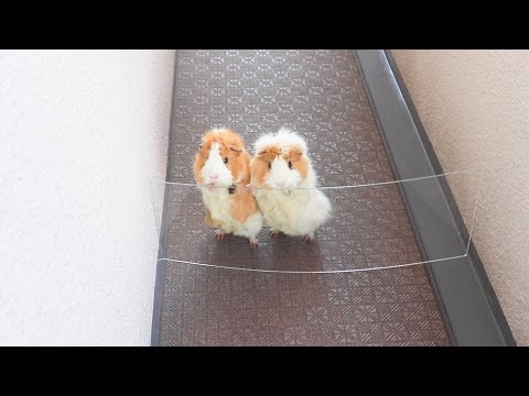 モルモットの鳴き声　大音量のモルサイレン