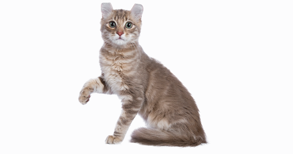 猫の体型には6種類ある！あなたの愛猫はどのタイプ？逆三角形・丸顔・四角顔、それぞれの性格の傾向とは？