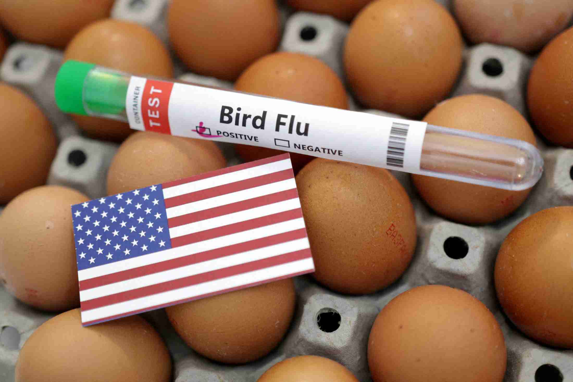 米、デンマークなど欧州諸国にも鶏卵輸出を要請　価格高騰で（ロイター） - Yahoo!ニュース