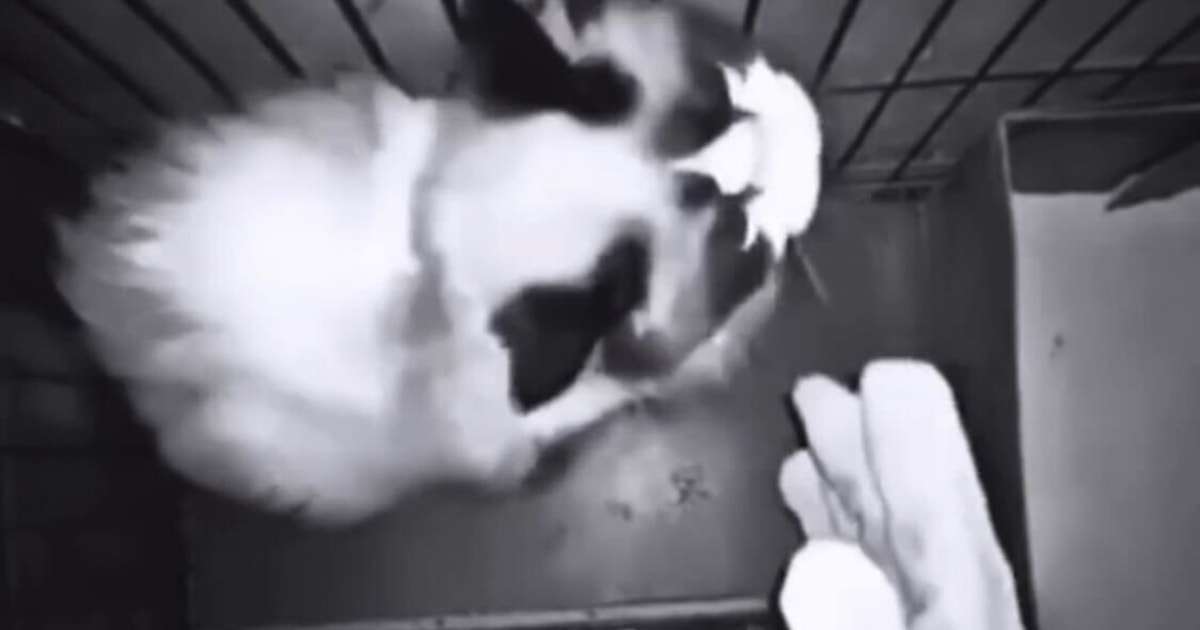 《あなたのために猫を拷問しますよ》「眼球まで全身隙間なく針を刺す」「硫酸をかけて溶かす」…拷問の果てに犬猫を殺害する中国「動物虐待ビジネス」の残酷な実態（週刊現代） | 現代ビジネス | 講談社