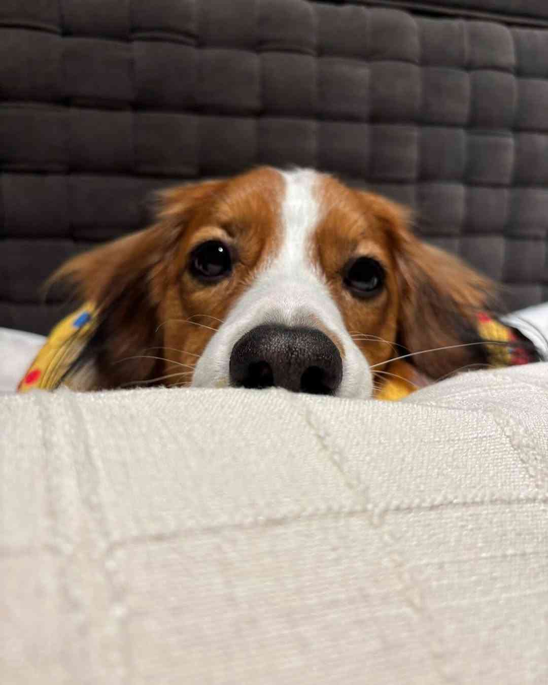 大谷翔平の愛犬デコピン、ソファでくつろぐ＆眠たげショット　「すねてるの？」「お留守番寂しいかな？」