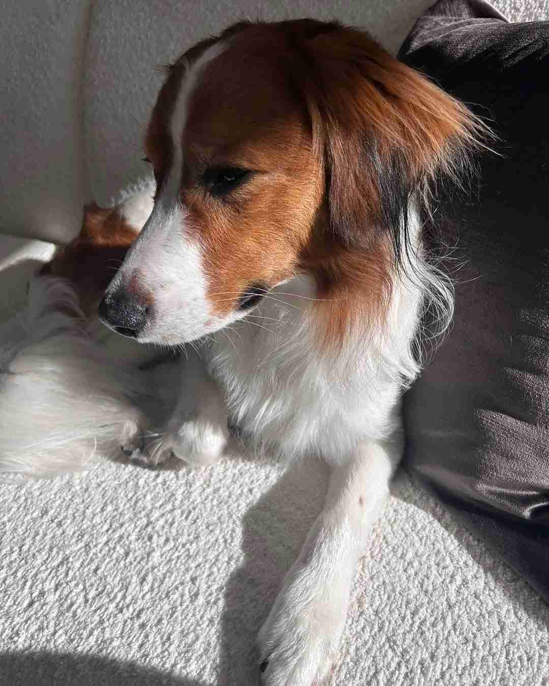 大谷翔平の愛犬デコピン、ソファでくつろぐ＆眠たげショット　「すねてるの？」「お留守番寂しいかな？」