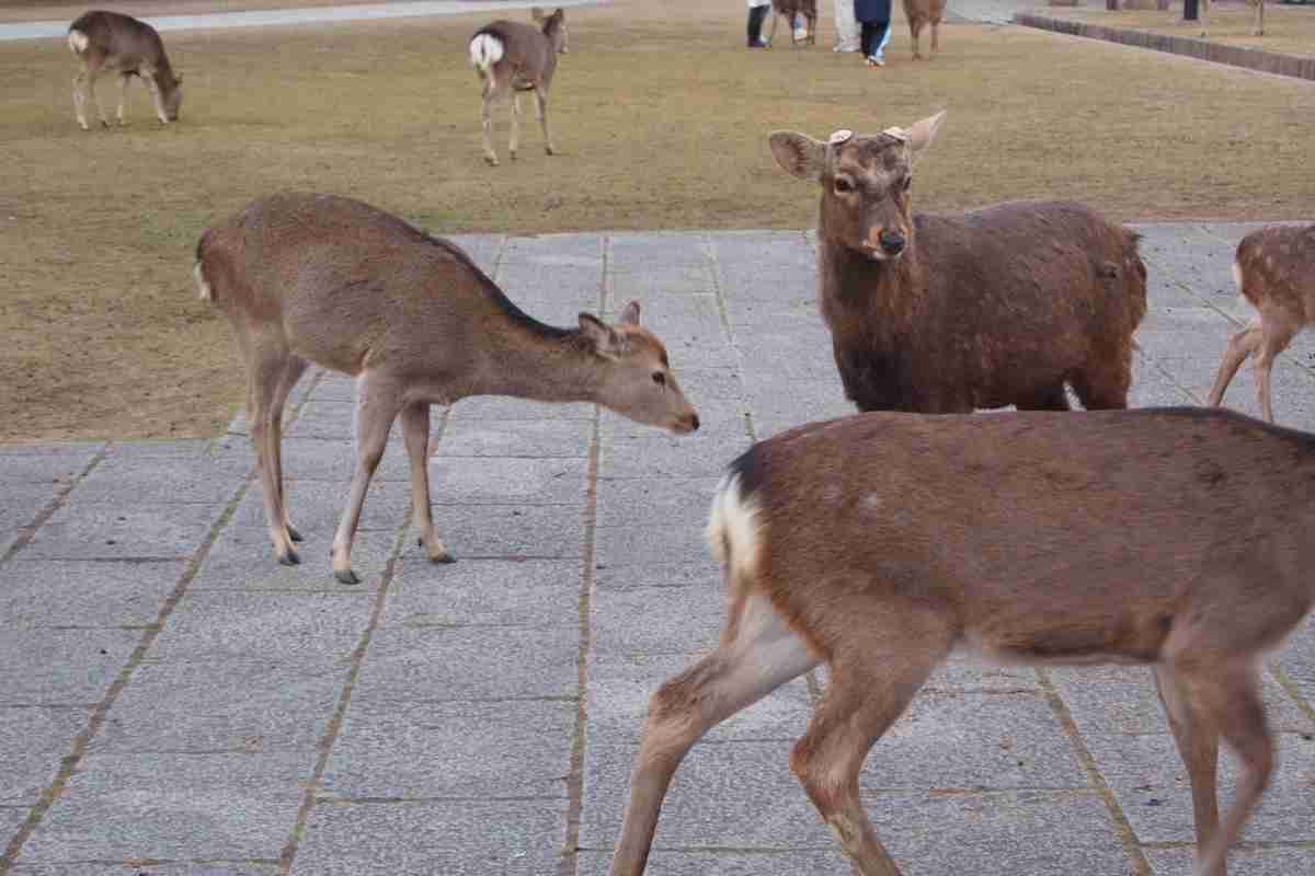 奈良公園にいる鹿を蹴る中国人観光客　海外メディアが問題視 (NewSphere)