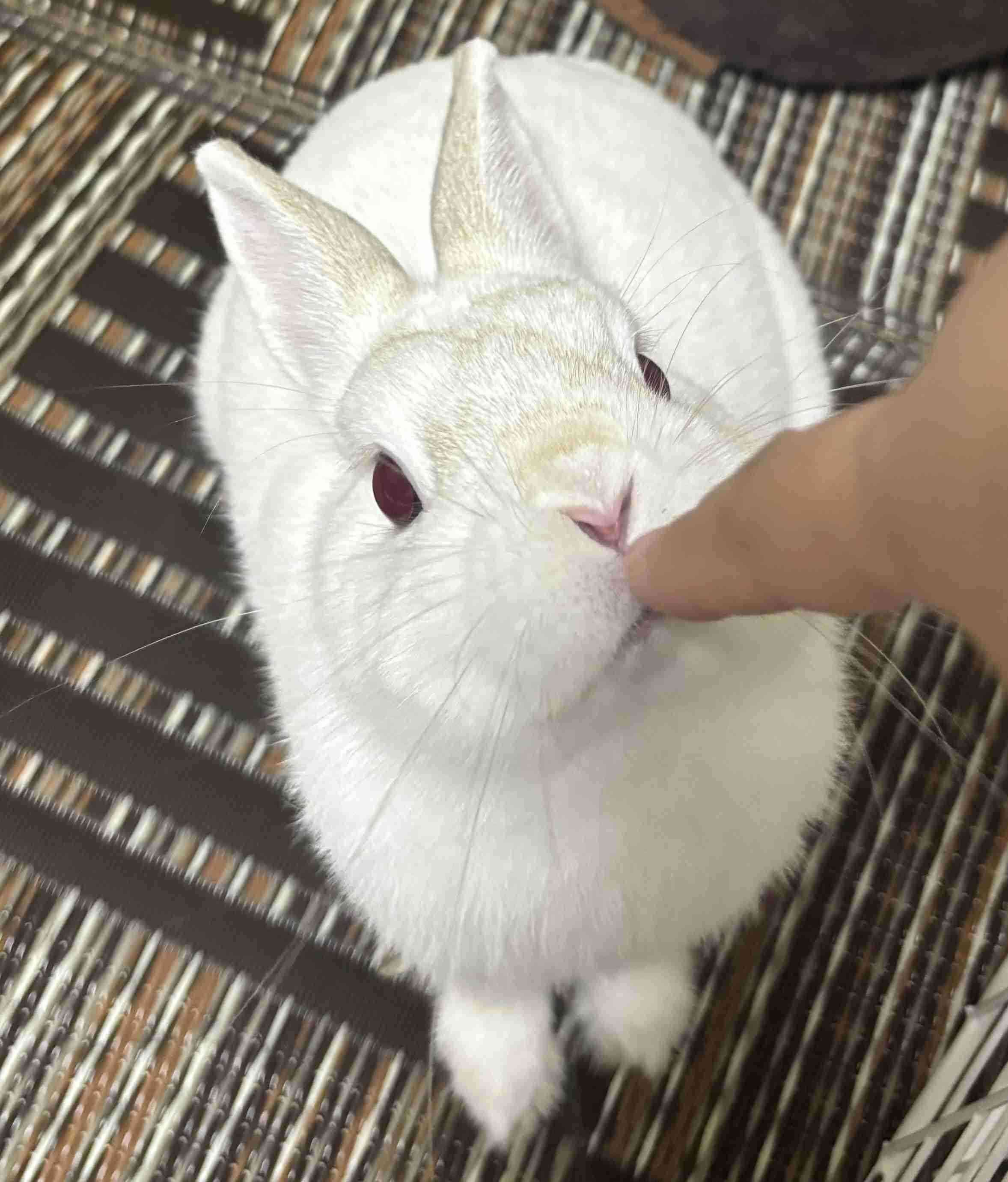 猫派が増えてませんか?