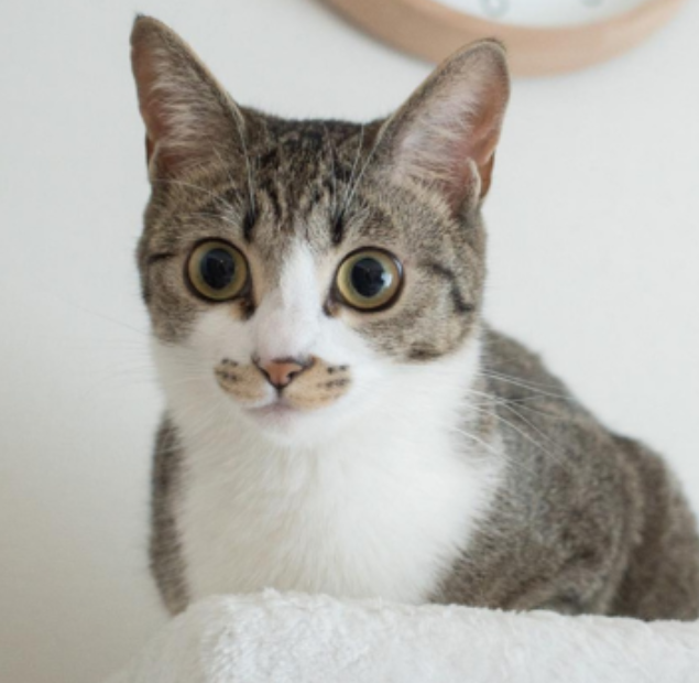 猫と仲良くなるには?