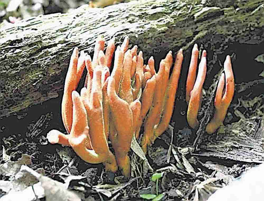 触れただけで皮膚ただれる猛毒キノコ「カエンタケ」、東京の公園で相次ぎ見つかる…食べると死亡する恐れ