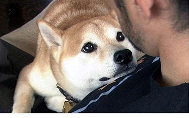 有名人と動物が一緒に写ってる画像を貼るトピPart3