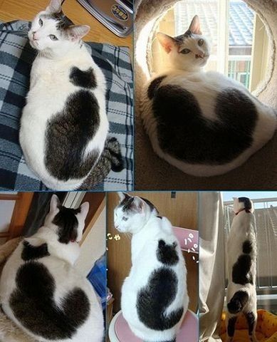 思わずうっそー！と言ってしまいそうな画像トピ
