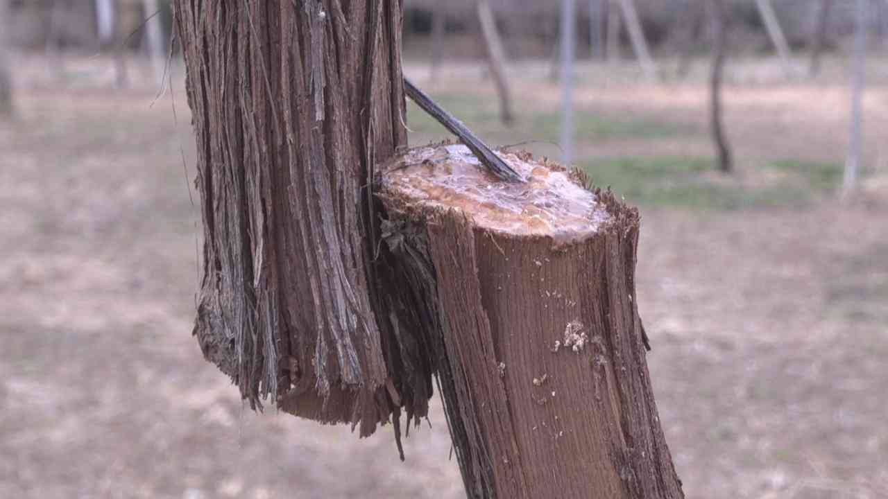 「4年間やってきたことが無駄に」シャインマスカットの木23本が被害　幹のほぼ真ん中部分をノコギリで切断か　山梨