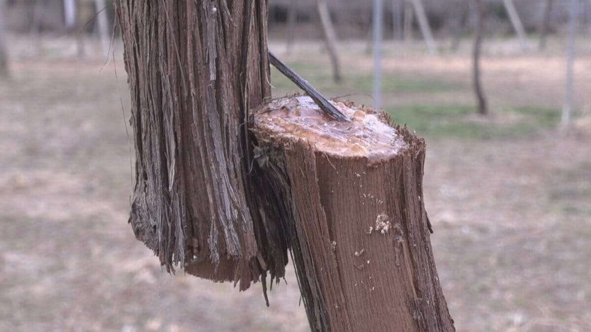 「4年間やってきたことが無駄に」シャインマスカットの木23本が被害　幹のほぼ真ん中部分をノコギリで切断か　山梨 | 山梨のニュース | ＵＴＹテレビ山梨