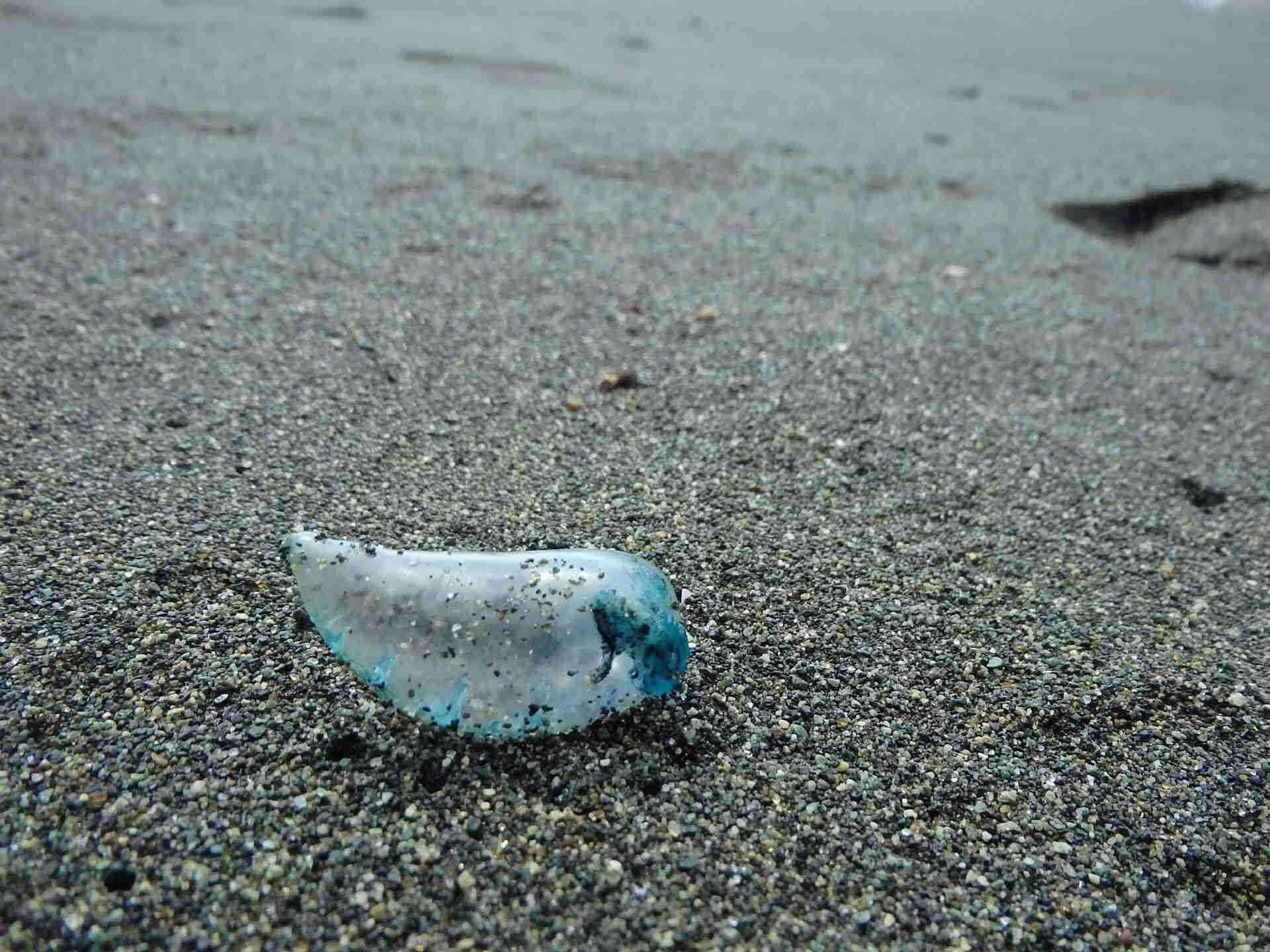 【危険】美しき電気クラゲ「カツオノエボシ」に注意！海水浴場の開設中止で、救護所もなし