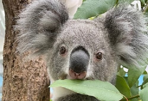 飼育頭数日本一！平川動物公園のコアラ応援プロジェクト｜ふるさと納税のガバメントクラウドファンディングは「ふるさとチョイス」