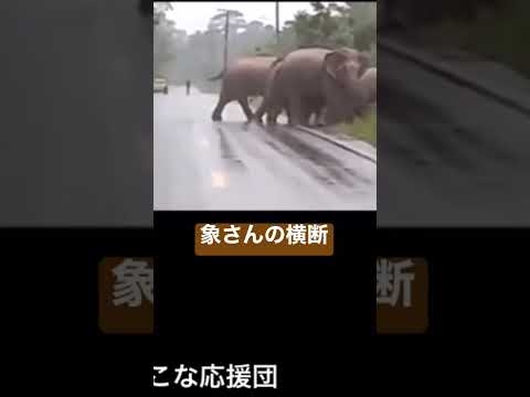 象さんの横断?#short#おすすめ ＃動物