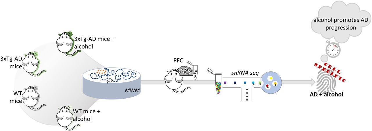 A History of Repeated Alcohol Intoxication Promotes Cognitive Impairment and Gene Expression Signatures of Disease Progression in the 3xTg Mouse Model of Alzheimer’s Disease | eNeuro