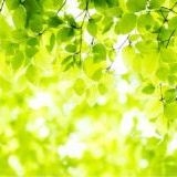 >>11自民党に憲法変えられて基本的人権が無くなったら、政府が緊急事態だと言った... | ガールズちゃんねる - Girls Channel -