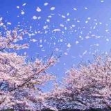 緊急政令が可決して憲法から基本的人権が削除されるのが恐ろし過ぎる??これが可決... | ガールズちゃんねる - Girls Channel -