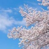 芸能ニュースが異常なぐらい伸び過ぎてて、緊急政令が可決したら憲法から基本的人... | ガールズちゃんねる - Girls Channel -