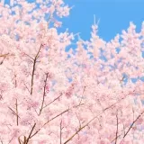 今年度も、憲法から基本的人権が削除されることに皆で反対して日本の基本的人権を... | ガールズちゃんねる - Girls Channel -