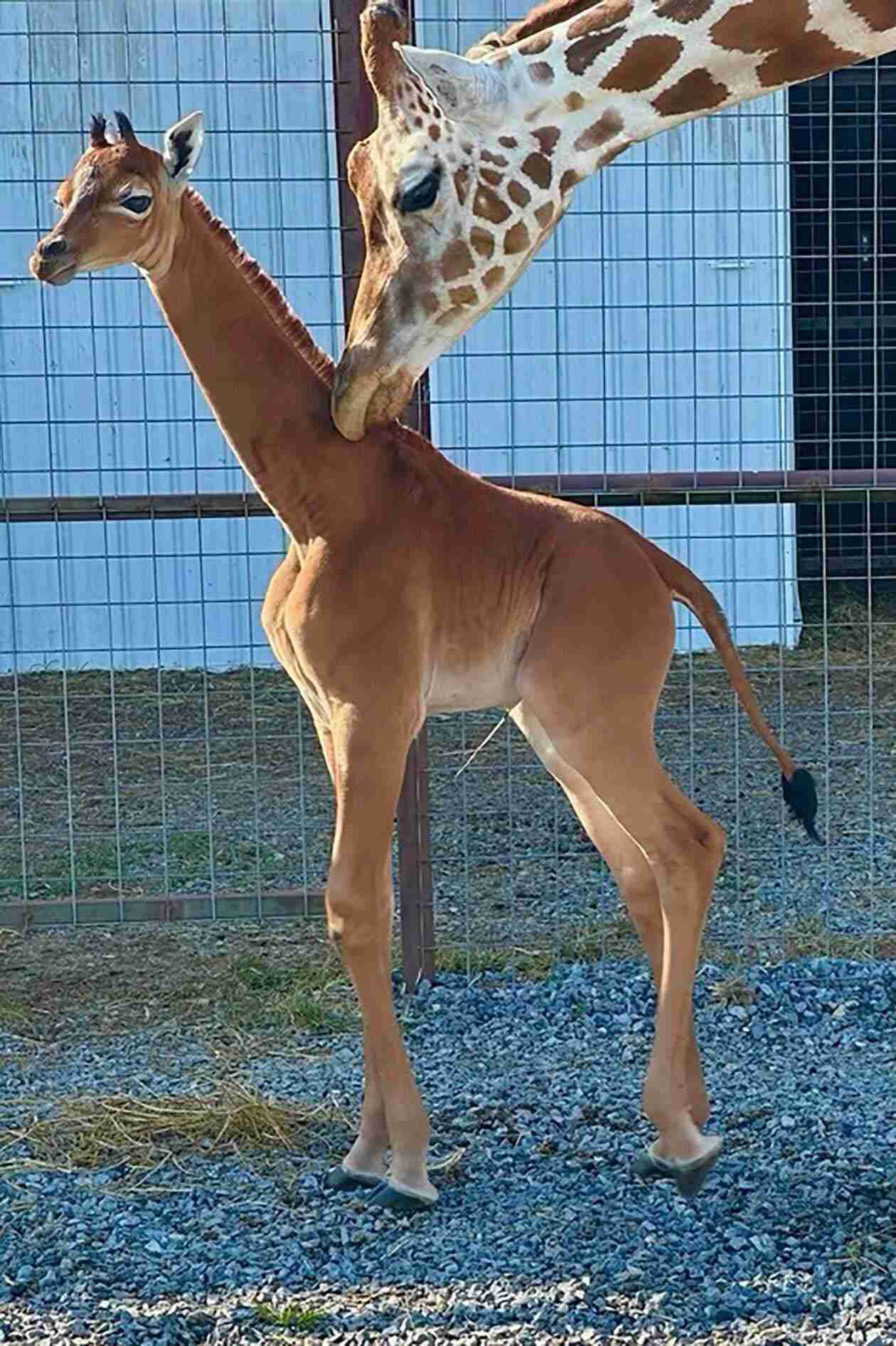 思わずうっそー！と言ってしまいそうな画像トピ